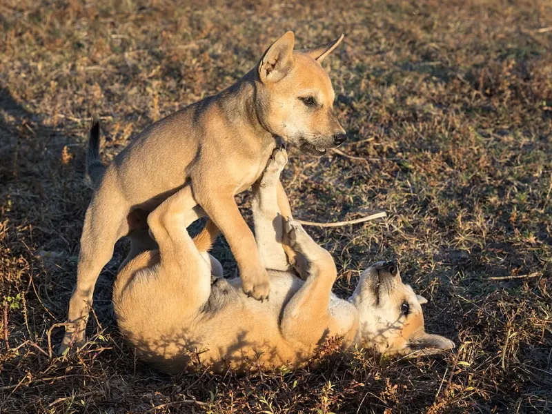 The Dog Park Is So 2019: Here's How Smart Pet Parents Are Socializing Their Dogs Now