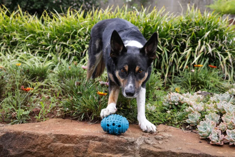 Dog Product Graveyard: A Loving Tribute to the Gear You Bought, Bragged About, and Buried in Your Closet