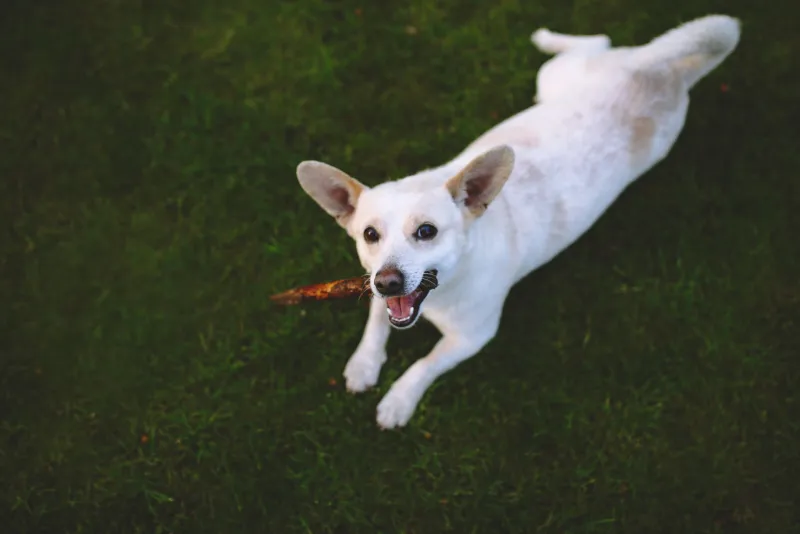 Your Dog Rejected the $60 Artisan Treats and Chose a Stick: A Completely Unhinged Cost-Per-Joy Breakdown