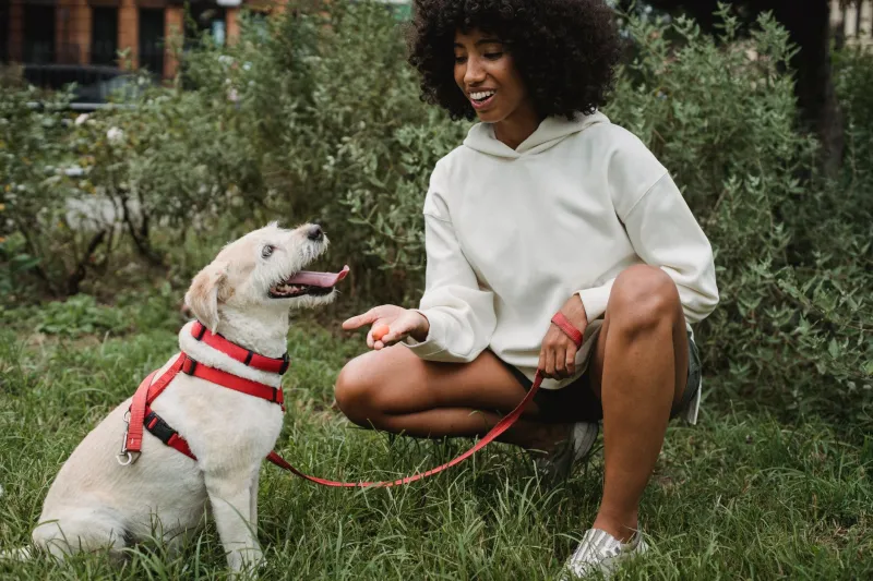 Just When You Thought You Nailed Dog Training, Your Dog Forgot Everything on Purpose