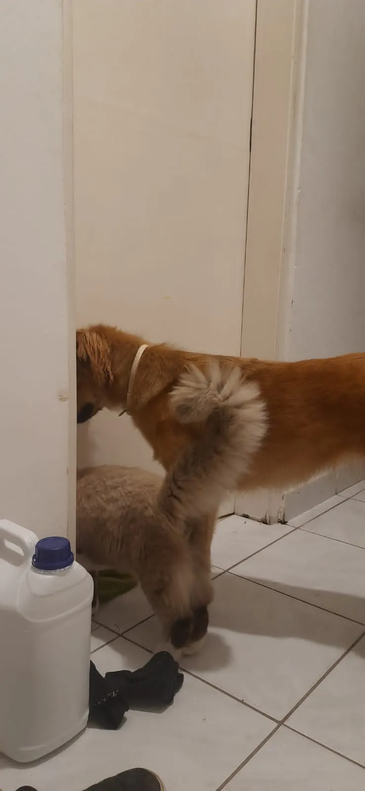Your Dog's Next Vet Visit Might Cost More Than Your Rent: Here's How to Actually Prepare