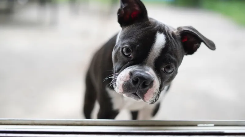 Certified Weirdo or Certified Problem? The Ultimate Field Guide to Your Dog's Strangest Habits