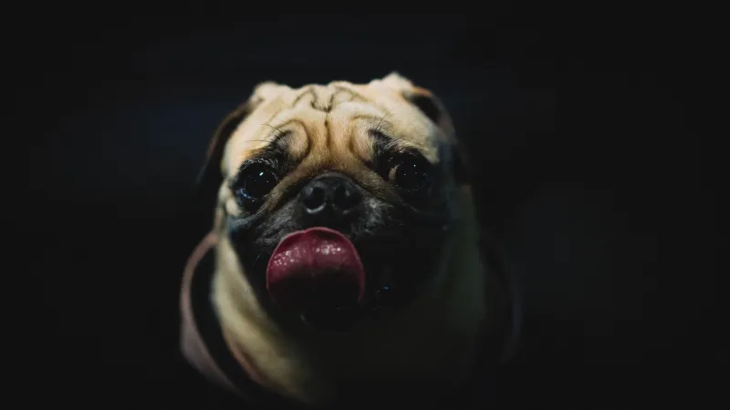 Perfectly Imperfect: Why Your Weird, Wonky Dog Beats Every Instagram Pup Hands Down