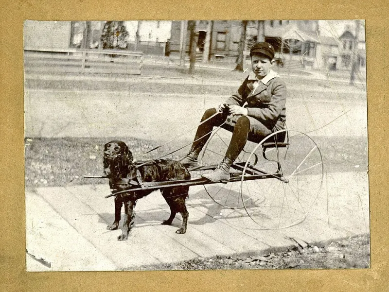 Who's Walking Who? The Hilarious Truth About Leash Pulling (And How to Finally Win)