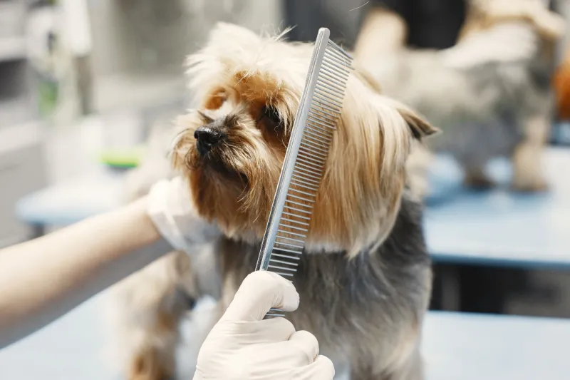 Your Dog Is an Absolute Menace at Home and a Literal Saint at the Groomer — Here's the Infuriating Reason Why