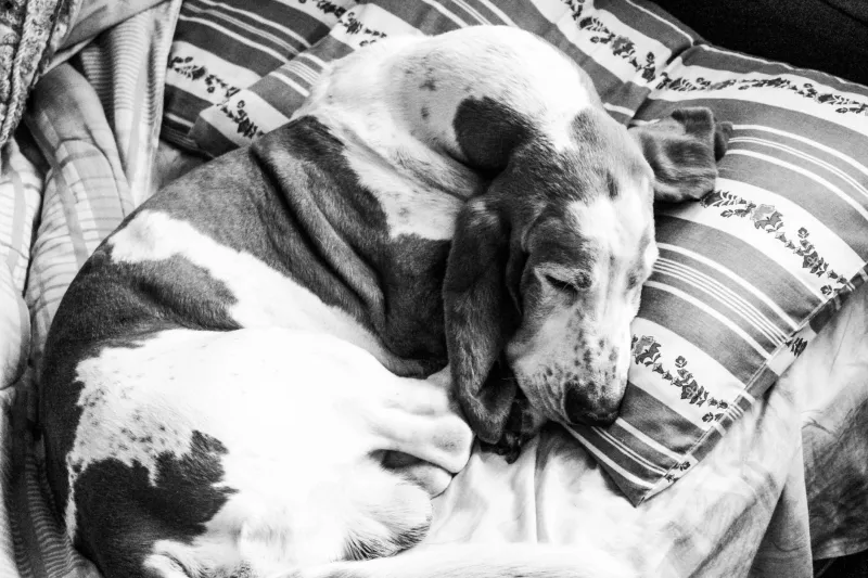 You Bought the Fancy Dog Bed. Your Dog Chose Your Pillow. Here's the Cold, Humbling Truth.